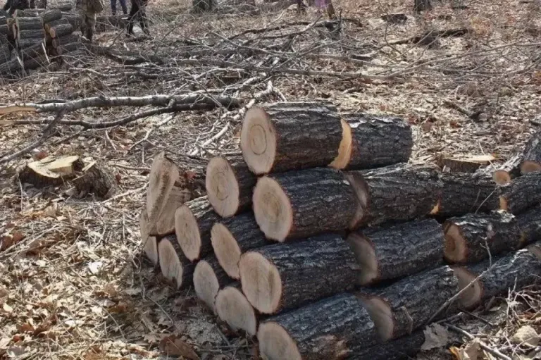 В Приморье перед судом предстанут трое за рубку леса на 2 млн рублей