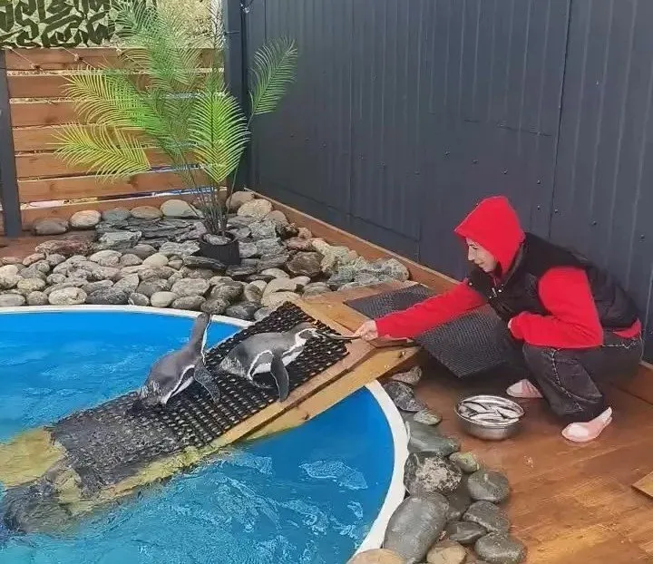 Четыре пингвина из Приморского океанариума переехали в Ставрополье